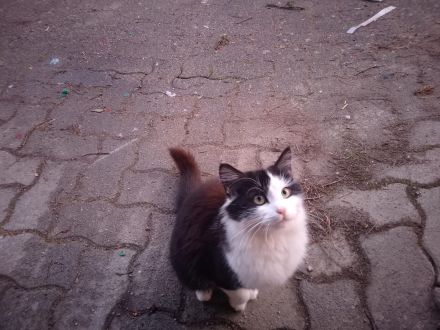 Katze und Kater zu vergeben