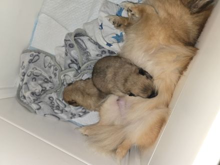 Pomeranian Welpen