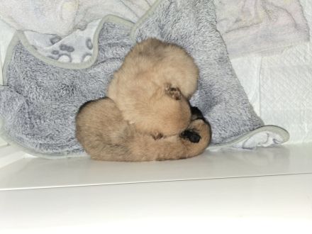 Pomeranian Welpen