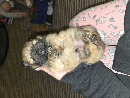 Pomeranian Welpen