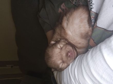 Pomeranian Welpen