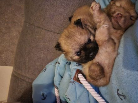 Pomeranian Welpen