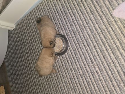 Pomeranian Welpen