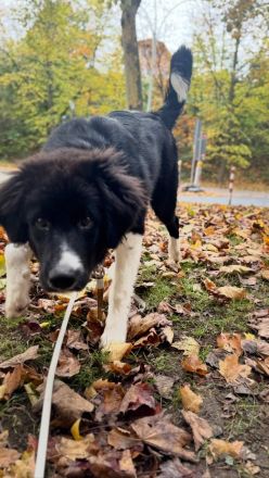 Liebevoller Familienhund