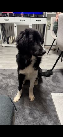 Liebevoller Familienhund