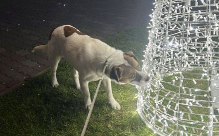 Herzenshund Lupo geht mit dir durch dick und dünn
