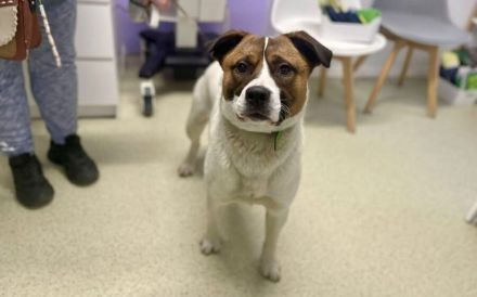 Herzenshund Lupo geht mit dir durch dick und dünn