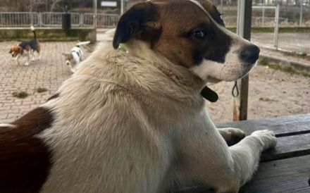 Herzenshund Lupo geht mit dir durch dick und dünn