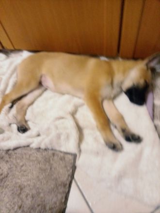Schäfer Hund Welpe
