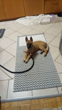 Schäfer Hund Welpe
