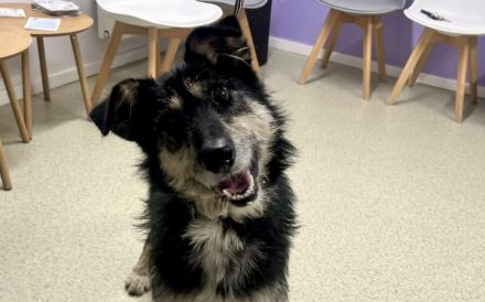 Sanfter Wuschelkopf Star wartet auf ihr Wunder