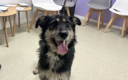 Sanfter Wuschelkopf Star wartet auf ihr Wunder