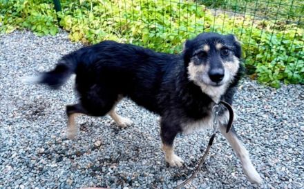 Sanfter Wuschelkopf Star wartet auf ihr Wunder