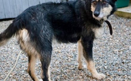 Sanfter Wuschelkopf Star wartet auf ihr Wunder