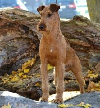 Irish Terrier Welpen