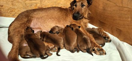 Irish Terrier Welpen