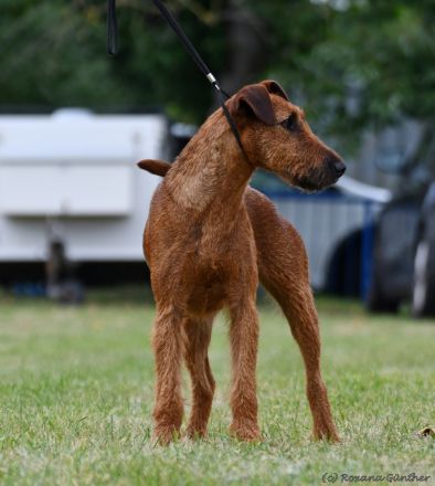 Irish Terrier Welpen