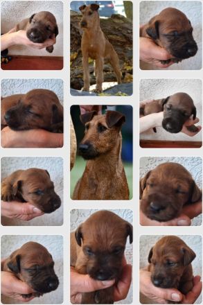 Irish Terrier Welpen