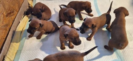Irish Terrier Welpen