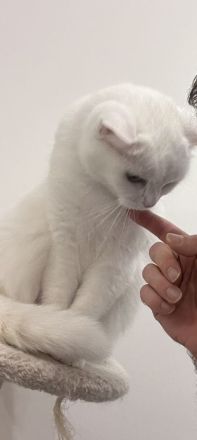 Katze sucht neues zuhause