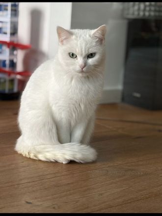 Katze sucht neues zuhause