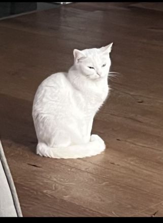 Katze sucht neues zuhause