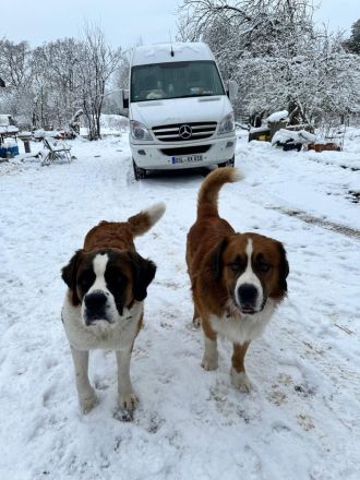 Bernhardiner Berner Sennen Welpen