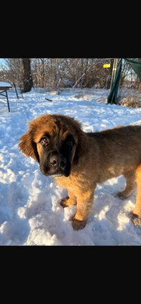 Bernhardiner Berner Sennen Welpen