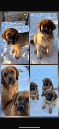 Bernhardiner Berner Sennen Welpen