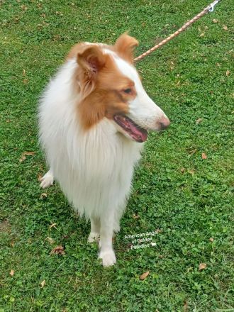 Collie Deckrüde Amerikanische Linie