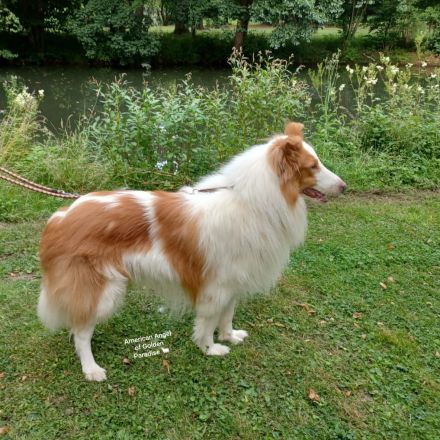 Collie Deckrüde Amerikanische Linie