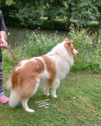 Collie Deckrüde Amerikanische Linie
