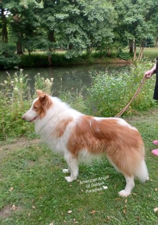 Collie Deckrüde Amerikanische Linie