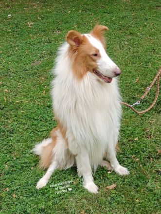 Collie Deckrüde Amerikanische Linie