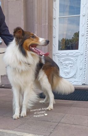 Collie Deckrüde Amerikanische Altdeutsche Linie