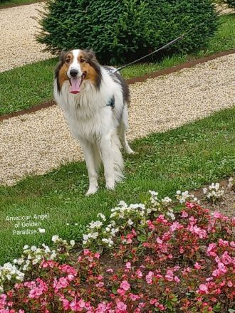 Collie Deckrüde Amerikanische Altdeutsche Linie