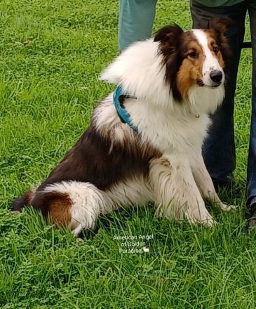 Collie Deckrüde Amerikanische Altdeutsche Linie