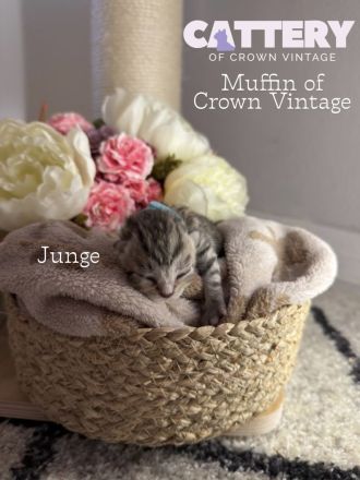 BKH Bärchen mit Stammbaum