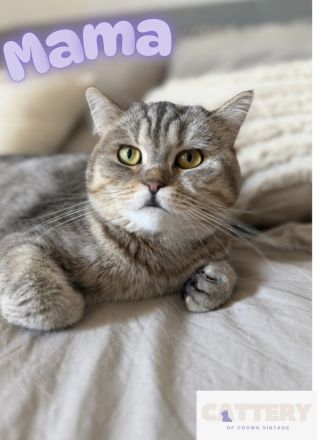 BKH Bärchen mit Stammbaum