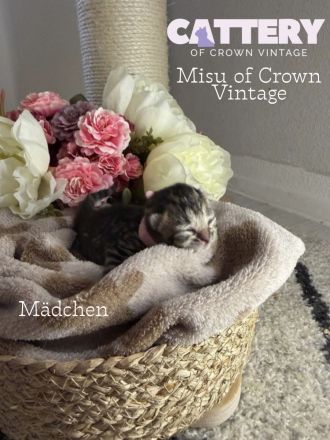 BKH Bärchen mit Stammbaum