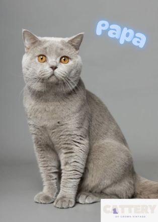 BKH Bärchen mit Stammbaum