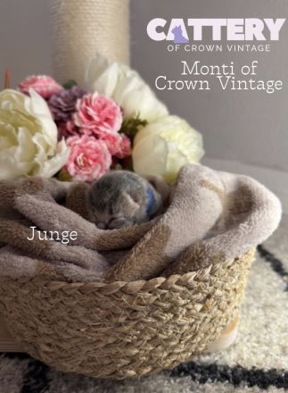 BKH Bärchen mit Stammbaum