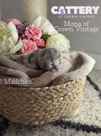 BKH Bärchen mit Stammbaum