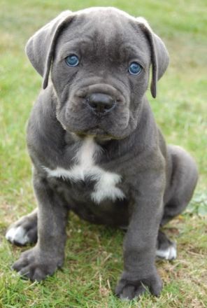 Reinrassige Cane Corso welpen mit VDH/FCI Ahnentafel. WhatsApp uns: 0178 7499770