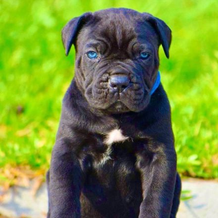 Reinrassige Cane Corso welpen mit VDH/FCI Ahnentafel. WhatsApp uns: 0178 7499770