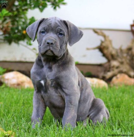 Reinrassige Cane Corso welpen mit VDH/FCI Ahnentafel. WhatsApp uns: 0178 7499770