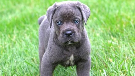 Reinrassige Cane Corso welpen mit VDH/FCI Ahnentafel. WhatsApp uns: 0178 7499770