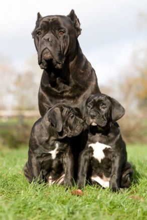 Reinrassige Cane Corso welpen mit VDH/FCI Ahnentafel. WhatsApp uns: 0178 7499770
