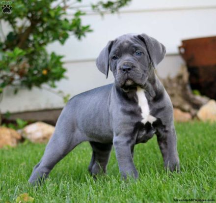Reinrassige Cane Corso welpen mit VDH/FCI Ahnentafel. WhatsApp uns: 0178 7499770