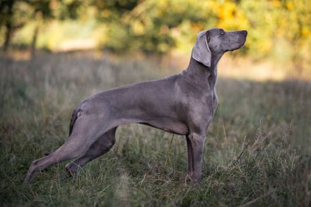 Weimaraner - Premiumzucht vom Gräfensteiner Adel - Wurfankündigung März 2026
